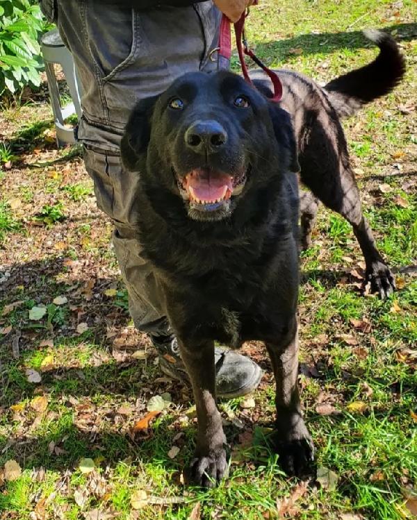 Total black 5anni tg grande buono da sempre in canile.MOLISE Foto 2